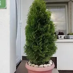 Barbara Apartman *